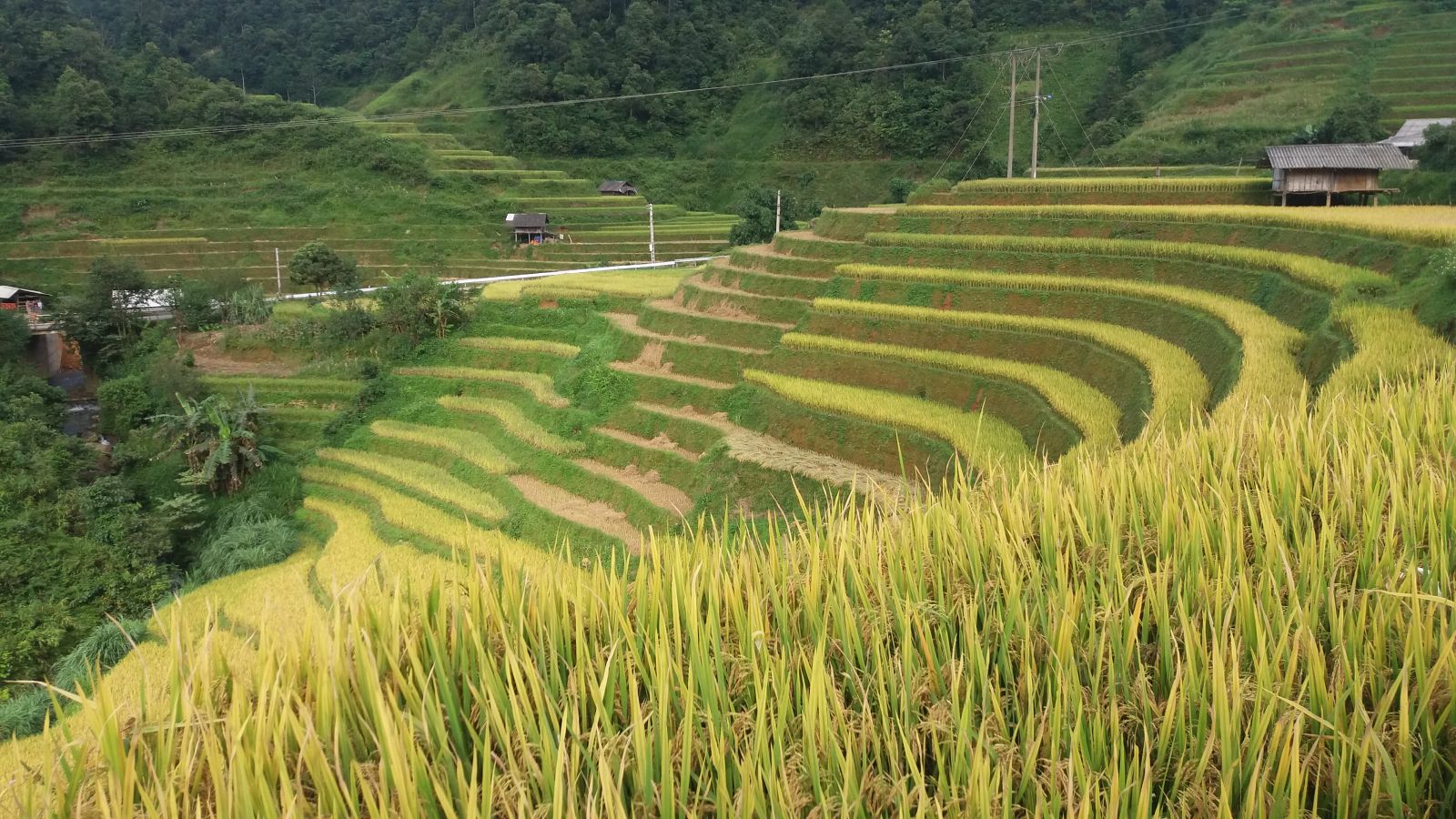 Muong Hoa rice terrace fields